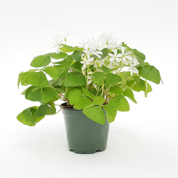 Shamrock Oxalis Plants