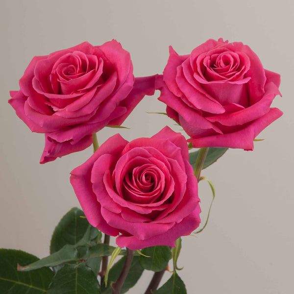 Florist's Best Dozen Roses Gift Box