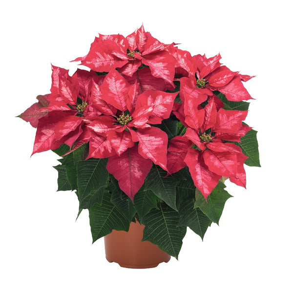 Florist's Best Poinsettia