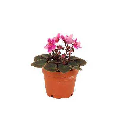 Miniature African Violet Pre-order