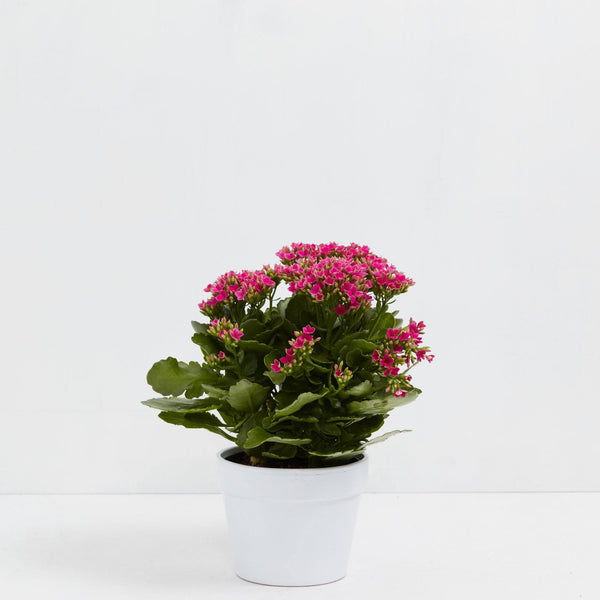 Florist's Best Flowering Plant