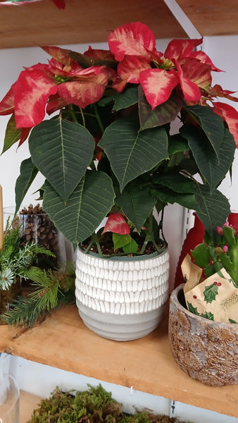 Florist's Best Poinsettia