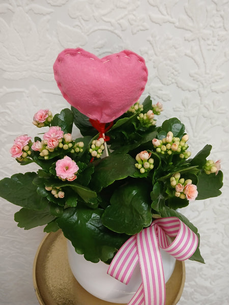 Florist's Best Flowering Plant