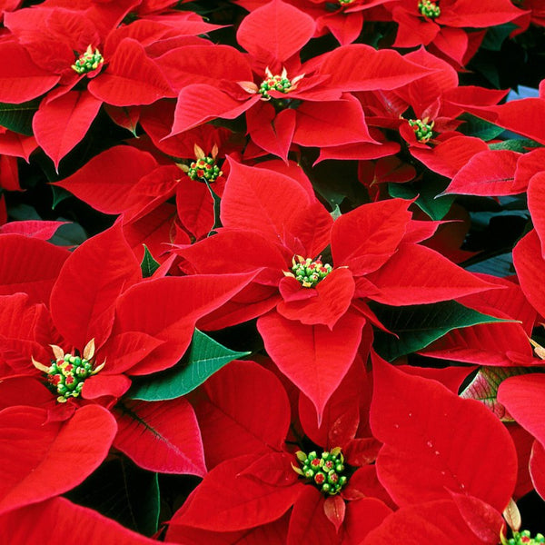 Florist's Best Poinsettia