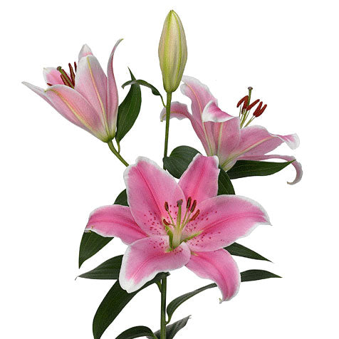 Sorbonne Lily Bouquet