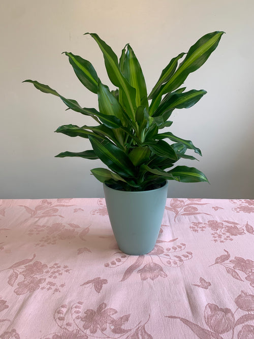Florist's Best Easy Care Green Plant