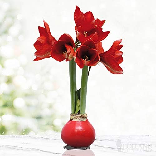 Waxed Amaryllis Bulbs