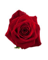 Single Red Freedom Rose Gift Package