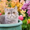 Cat Friendly Bouquet