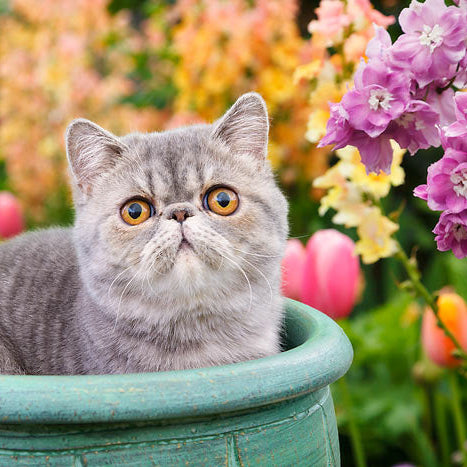 Cat Friendly Bouquet