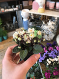 Miniature African Violet Pre-order