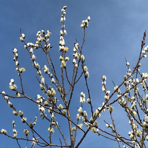 Pussy Willows