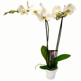 Orchid Plant, Florist's Best Variety
