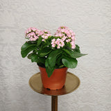 Florist's Best Flowering Plant