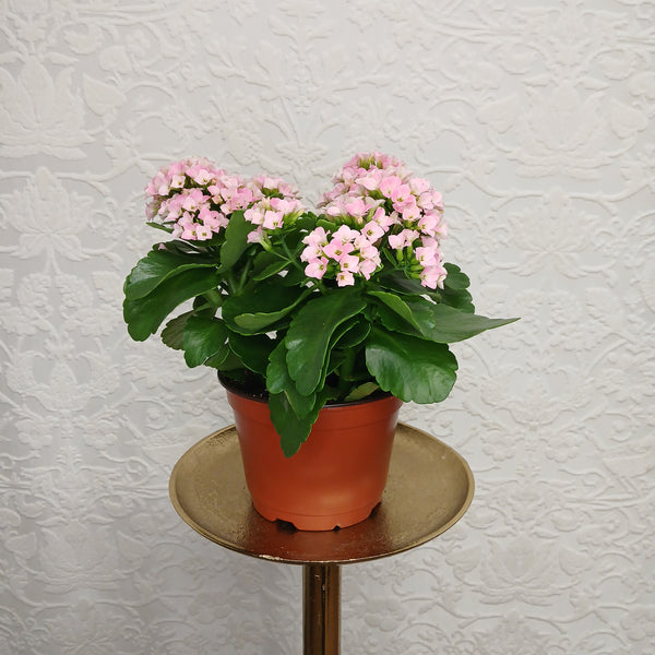 Florist's Best Flowering Plant