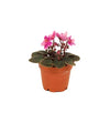 Miniature African Violet Pre-order