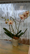 Orchid Plant, Florist's Best Variety