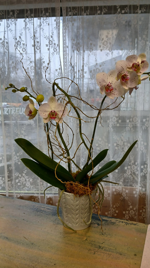 Orchid Plant, Florist's Best Variety