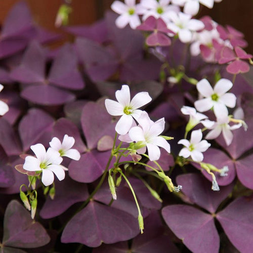 Shamrock Oxalis Plants