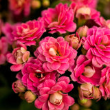 Potted Calandiva