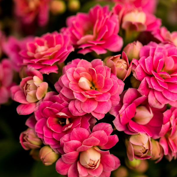 Potted Calandiva