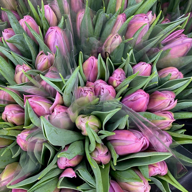 10 Stem Tulip Bouquet