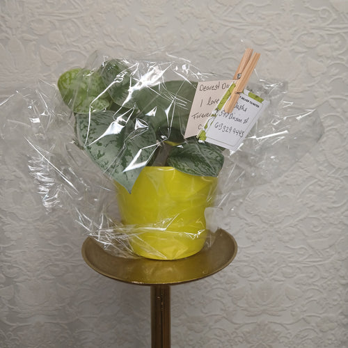 Florist's Best Easy Care Green Plant
