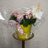 Florist's Best Flowering Plant
