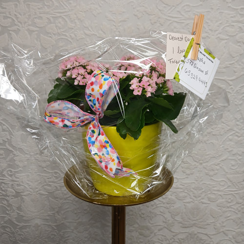 Florist's Best Flowering Plant