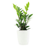 Florist's Best Easy Care Green Plant