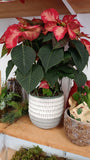 Florist's Best Poinsettia