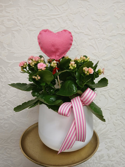 Florist's Best Flowering Plant