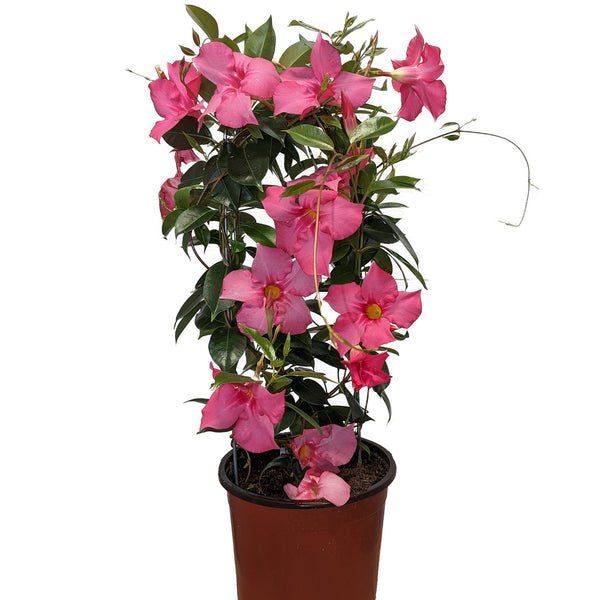Mandavilla Patio Plant