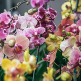 Orchid Plant, Florist's Best Variety