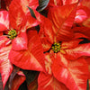 Florist's Best Poinsettia