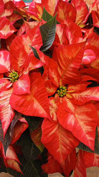 Florist's Best Poinsettia