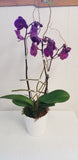 Orchid Plant, Florist's Best Variety