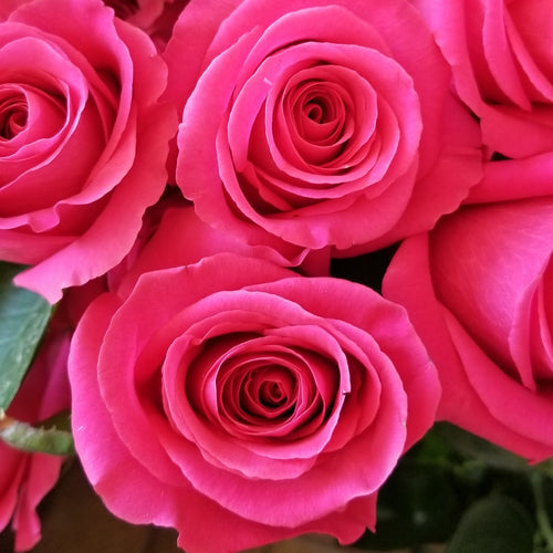 Valentine's Day Half Dozen Pink Floyd Rose Package