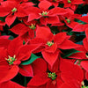 Florist's Best Poinsettia